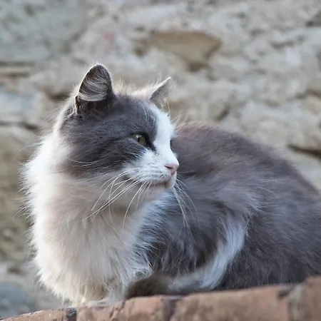 Сasa de vacaciones Terrace On The